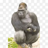 ¶×ÔÚÊ÷Ö¦ÉϵĺÚÐÉÐÉ-¿ÕÈôÍø ¶×ÔÚÊ÷Ö¦ÉϵĺÚÐÉÐÉ-¿ÕÈôÍø