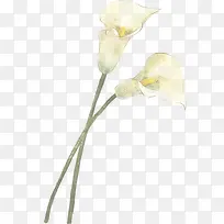 白色唯美水彩马蹄莲花朵-空若网 白色唯美水彩马蹄莲花朵-空若网