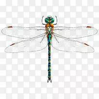 昆虫蜻蜓剪贴画-花圈婚礼-空若网 昆虫蜻蜓剪贴画-花圈婚礼-空若网