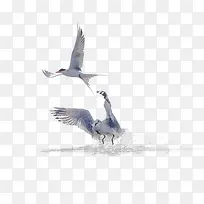 起飞的鸟-空若网 起飞的鸟-空若网