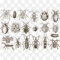 手绘昆虫-空若网 手绘昆虫-空若网