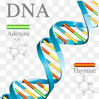 DNA链条-空若网 DNA链条-空若网