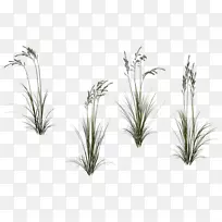 禾本科植物艺术长花-空若网 禾本科植物艺术长花-空若网