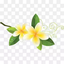 郁金香花卉摄影.法国法郎-空若网 郁金香花卉摄影.法国法郎-空若网