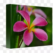 Ұ��ֲ��-������