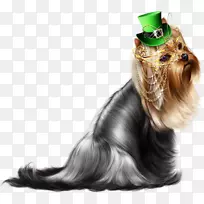 约克郡猎犬,波士顿猎犬,小狗-3D狗-空若网 约克郡猎犬,波士顿猎犬,小狗-3D狗-空若网