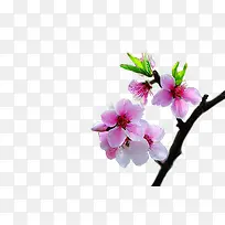 夏日植物海报数字桃花-空若网 夏日植物海报数字桃花-空若网