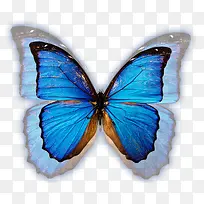 蝴蝶清晰-空若网 蝴蝶清晰-空若网