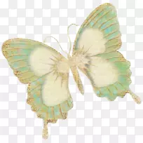 蝴蝶纸昆虫巧克力时刻-破旧-空若网 蝴蝶纸昆虫巧克力时刻-破旧-空若网