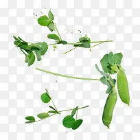 小豌豆荚-空若网 小豌豆荚-空若网