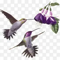 可爱啄木鸟-空若网 可爱啄木鸟-空若网