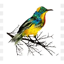 ��֦�ϵ����-������