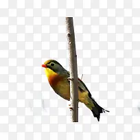 彩色翠鸟-空若网 彩色翠鸟-空若网