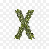 ��Ҷ��ĸx-������