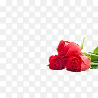 ����õ�廨-������