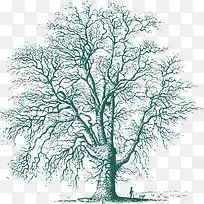 蓝色洋槐树-空若网 蓝色洋槐树-空若网