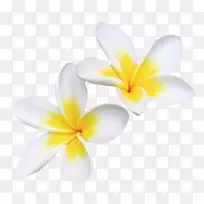 ����ֲ�ﻨ���ɫ�����ֽ-������