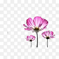 漂浮薰衣草-空若网 漂浮薰衣草-空若网