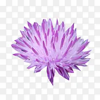 绽开的奶蓟草图片素材-空若网 绽开的奶蓟草图片素材-空若网