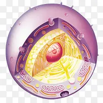 细胞剖析科学示意图-空若网 细胞剖析科学示意图-空若网