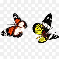 彩色蝴蝶-空若网 彩色蝴蝶-空若网