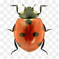 七星瓢虫-空若网 七星瓢虫-空若网