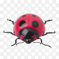 瓢虫-空若网 瓢虫-空若网