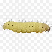 白色的毛毛虫-空若网 白色的毛毛虫-空若网