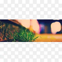 倔强的小草-空若网 倔强的小草-空若网