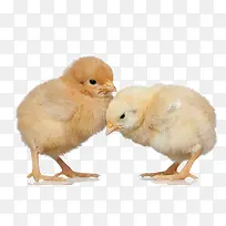 �ɰ���С��-������