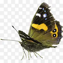 漂亮彩色蝴蝶-空若网 漂亮彩色蝴蝶-空若网