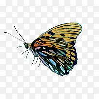 漂亮彩色蝴蝶-空若网 漂亮彩色蝴蝶-空若网