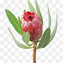 花束剪贴画-非洲菊-空若网 花束剪贴画-非洲菊-空若网