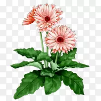 非洲菊切花-空若网 非洲菊切花-空若网