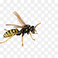 勤劳的小蜜蜂-空若网 勤劳的小蜜蜂-空若网