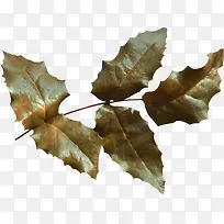 树叶-空若网 树叶-空若网