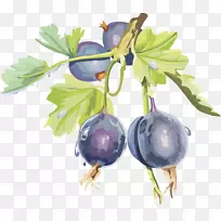 醋栗果,黑莓,越橘,黑醋栗-蔓越莓果实,樱桃,黑莓-空若网 醋栗果,黑莓,越橘,黑醋栗-蔓越莓果实,樱桃,黑莓-空若网