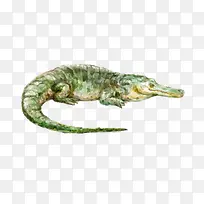 野生动物水彩画-空若网 野生动物水彩画-空若网