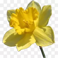 开花植物水仙花jonquille-查理卓别林-空若网 开花植物水仙花jonquille-查理卓别林-空若网