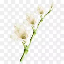 切花植物唐菖蒲-空若网 切花植物唐菖蒲-空若网