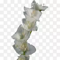 唐菖蒲切花虹膜科剪贴画唐菖蒲-空若网 唐菖蒲切花虹膜科剪贴画唐菖蒲-空若网