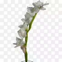 �������л�ֲ�ﾥ������-������