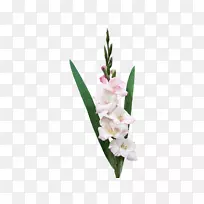 唐菖蒲切花植物茎花束唐菖蒲-空若网 唐菖蒲切花植物茎花束唐菖蒲-空若网