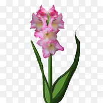 开花植物切花植物茎唐菖蒲-空若网 开花植物切花植物茎唐菖蒲-空若网