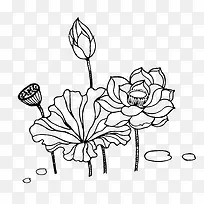 睡莲手绘线稿-空若网 睡莲手绘线稿-空若网