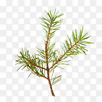 ��ɫ������-������