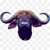 �ֻ���ˮ��ţͷ-������