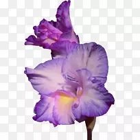 花唐菖蒲剪贴画-唐菖蒲-空若网 花唐菖蒲剪贴画-唐菖蒲-空若网