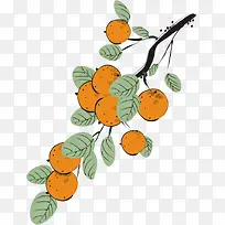 水果柿子-空若网 水果柿子-空若网