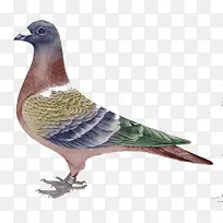 手绘鸽子图-空若网 手绘鸽子图-空若网